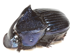 Phanaeus adonis
