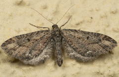 Eupithecia subapicata