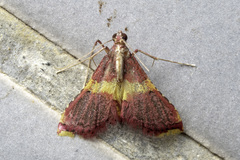 Endotricha mesenterialis