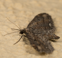 Eupithecia subapicata