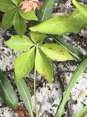 Phyllosticta quinquefoliae