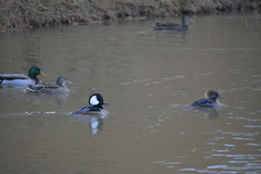 Lophodytes cucullatus