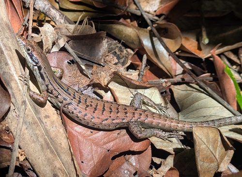 Green-Bellied Tree Skink, Epibator nigrofasciolatus