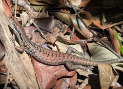 Epibator (Epibator)