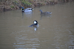 Lophodytes cucullatus