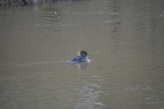 Lophodytes cucullatus