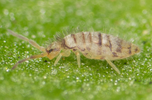 Entomobrya atrocincta