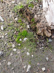 Bryum argenteum
