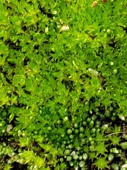 Bryum argenteum