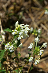 Galeopsis segetum