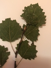 Populus tremula