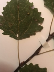 Populus tremula