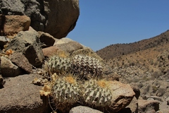 Copiapoa gigantea