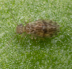 Ectopsocus strauchi