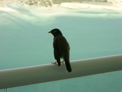 Acridotheres tristis