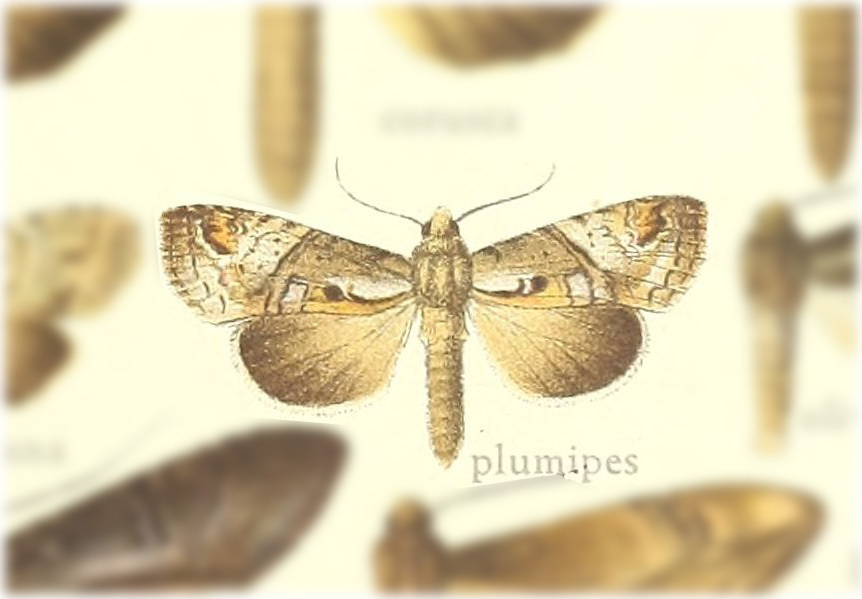 Tachuda plumipes