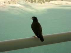 Acridotheres tristis