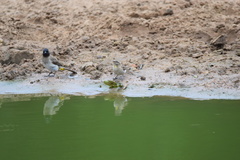 Gymnoris superciliaris