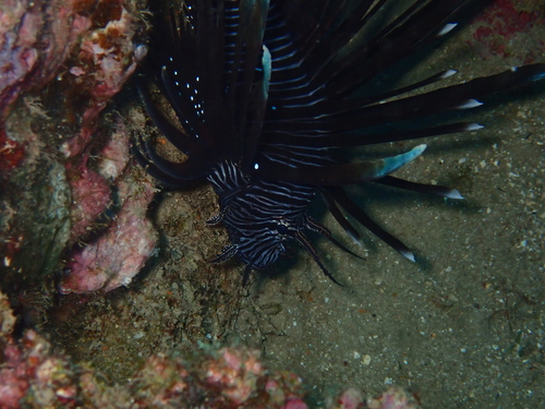 Lionfish