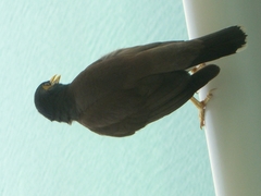 Acridotheres tristis