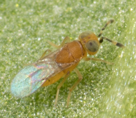 Encyrtidae