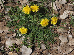 Taraxacum hellenicum