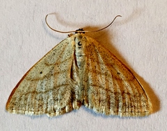 Scopula quinquelinearia