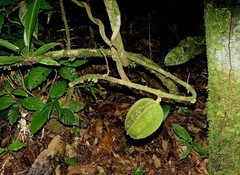 Adenocalymma calcareum