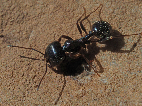 Messor hellenius