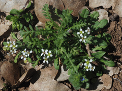 Teesdalia coronopifolia