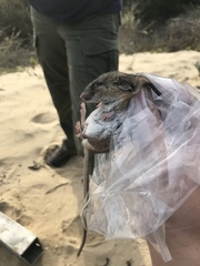Peromyscus californicus