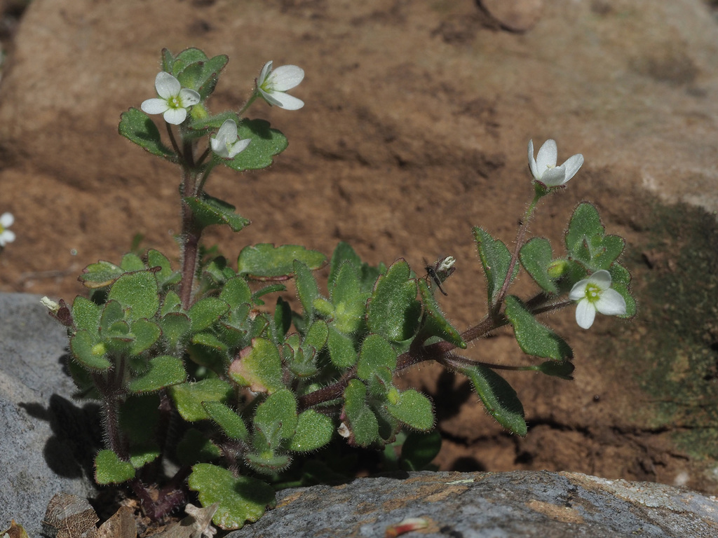 Veronica trichadena