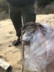 Peromyscus californicus