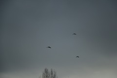 Corvus brachyrhynchos