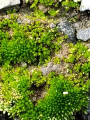 Bryum argenteum