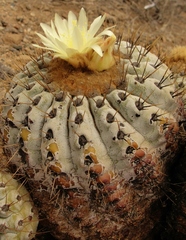 Copiapoa gigantea