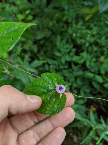 Image of Ipomoea meyeri by (c) José Garrido, some rights reserved (CC BY)