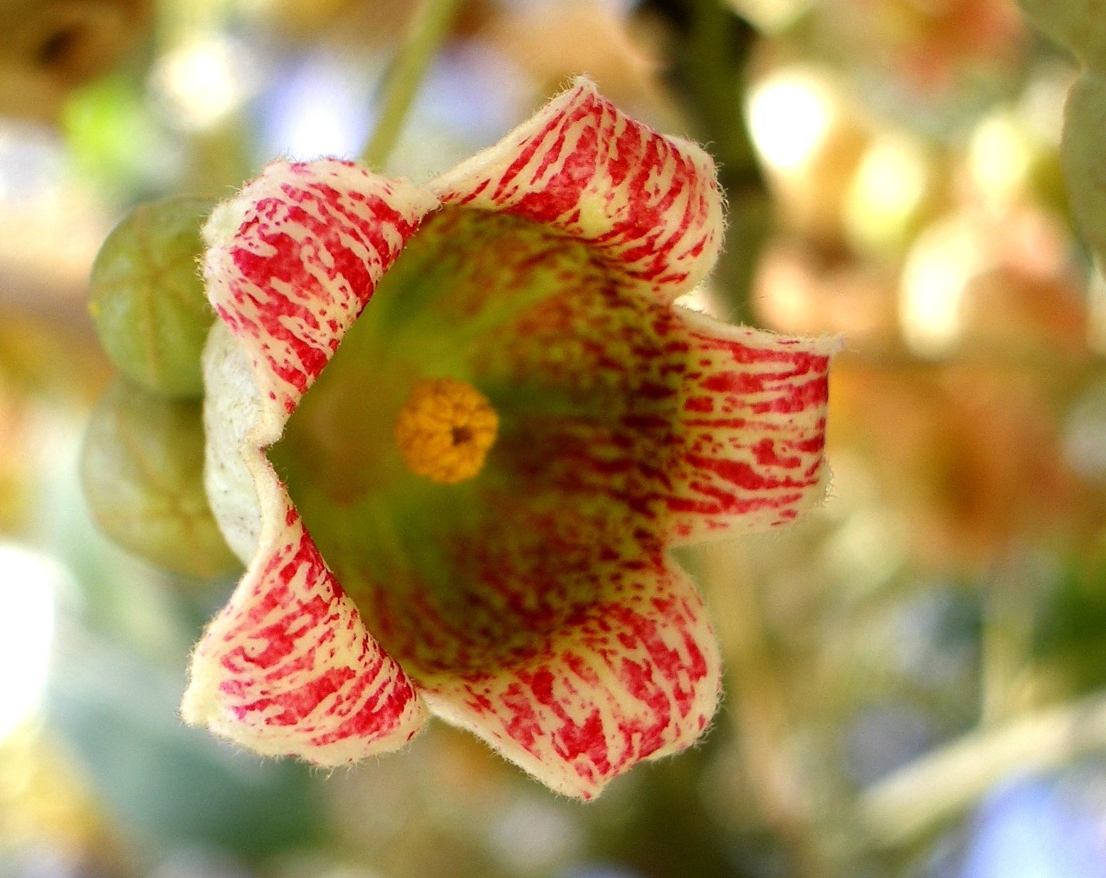 Brachychiton populneus