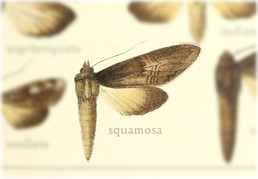 Nystalea squamosa