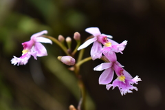 Epidendrum calanthum
