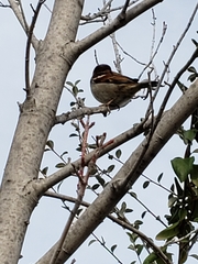 Passer domesticus