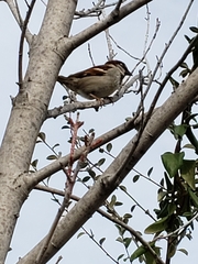 Passer domesticus