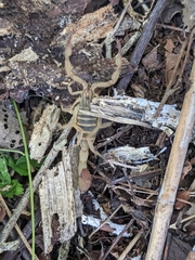 Centruroides elegans