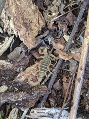 Centruroides elegans