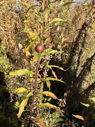 Unknown species found near Pine Plains, NY, US