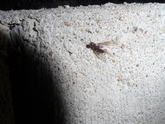 Acanthomyops