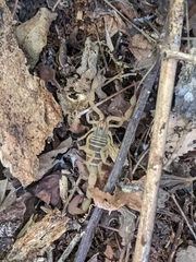 Centruroides elegans