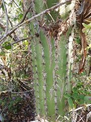 Cephalocereus nudus