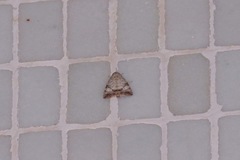 Blenina quinaria