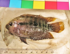 Herotilapia multispinosa